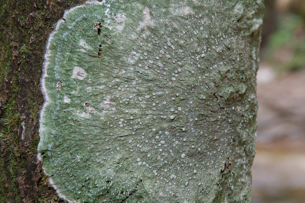Pertusaria albescens